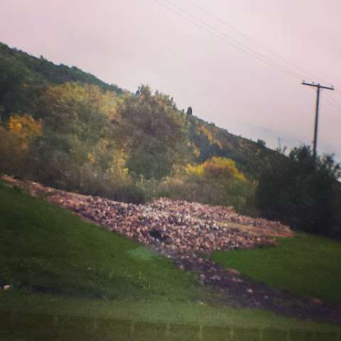 White Raven Healing Centre White Raven Healing Centre